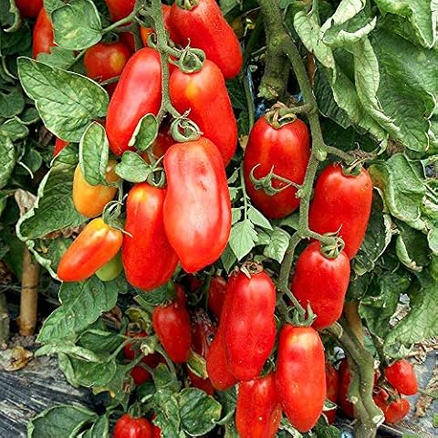 50 x San Marzano 2 Tomato Seeds - Fresh UK Seeds - Easy to Grow Cover