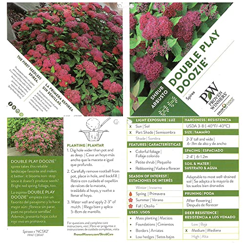Proven Winner Double Play Doozie Spirea, 2 Gal, Red To Purple Flowers #TOP4
