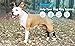 Dog Leg Braces for Rear Legs, Hock Brace for Back Legs with Metal Strips and Safety Reflective Straps for Short Legs, Joint Warps Support for Hind Legs Injuries Sprains Arthritis (XSmall)