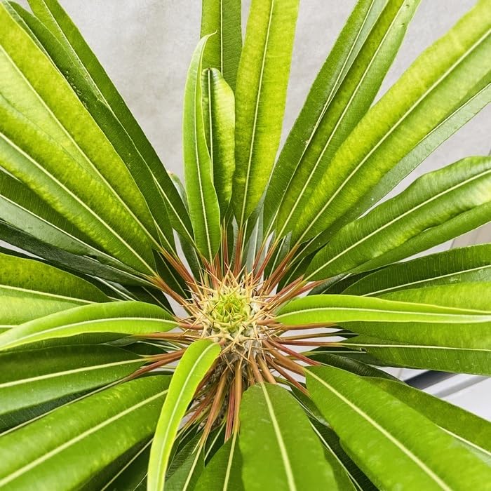 多頭 ラメリー パキポディウム 塊根植物 コーデックス 観葉植物 観葉植物 パキポディウム・ラメリー 8号鉢株 大型 塊根植物