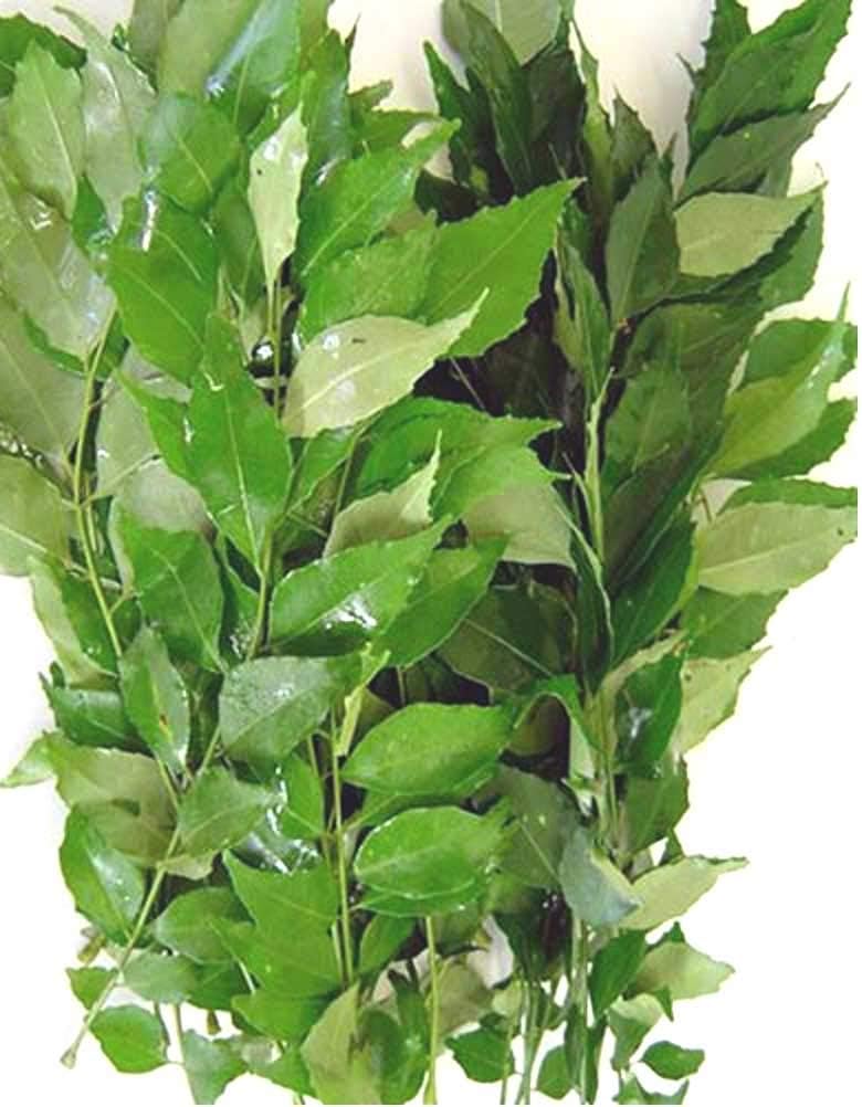 Fresh Curry Leaves 1 oz.