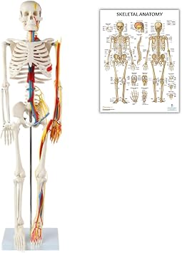Anatomy Warehouse Miniature 35 Skeleton with Nerves, Veins and Arteries + Skeletal System Laminated Poster Bundle