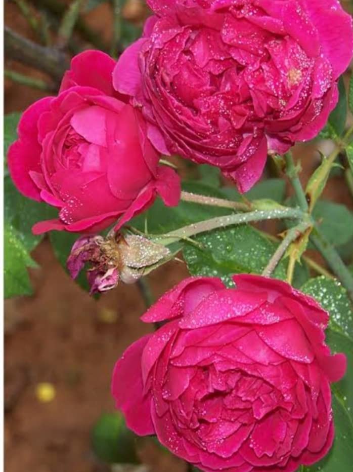 Minnal Traders Red Fragrant Desi Rose Plant Stem Cuttings - 1 Nos (B0B53H13Z7) Amazon Price History, Amazon Price Tracker
