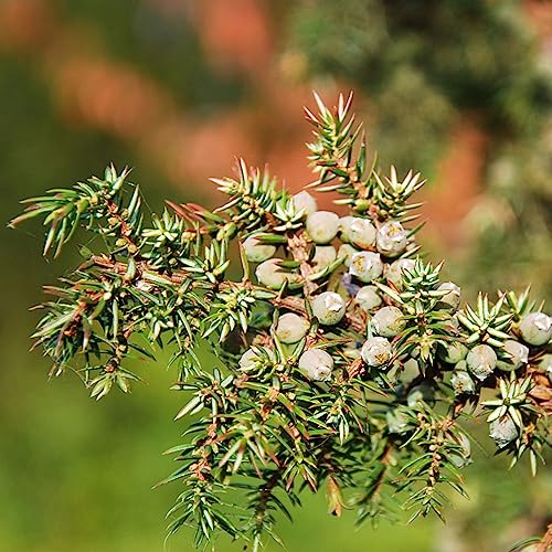 200 piezas Semillas de Enebro (Juniperus rigida) semillas de cobertura vegetal resistentes Bonsái de enebro plantas resistentes en macetas plantas de jardín resistente perenne plantas