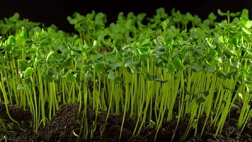 Miniatura 4 de Mezcla de hierba para gatos de 16 onzas, semillas de hierba de trigo, lino y cebada. Semillas para microverdes, trigo rojo duro, sin OMG, Country