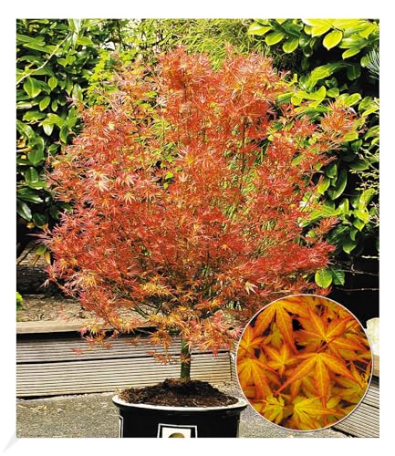 BALDUR Garten Japanischer Ahorn 'Katsura',1 Pflanze, niedrig bleibende Ahorn-Rarität, spektakulärer Orange-Ton im Frühjahr, winterhart & mehrjährig, pflegeleicht