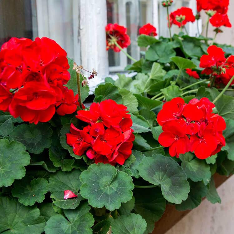 Geranium Flower Plant Live Cranes-bill with Beautiful Black Pot & Secure Packing Geranium Plant, Red (B0CL7WCBJC) Amazon Price History, Amazon Price Tracker