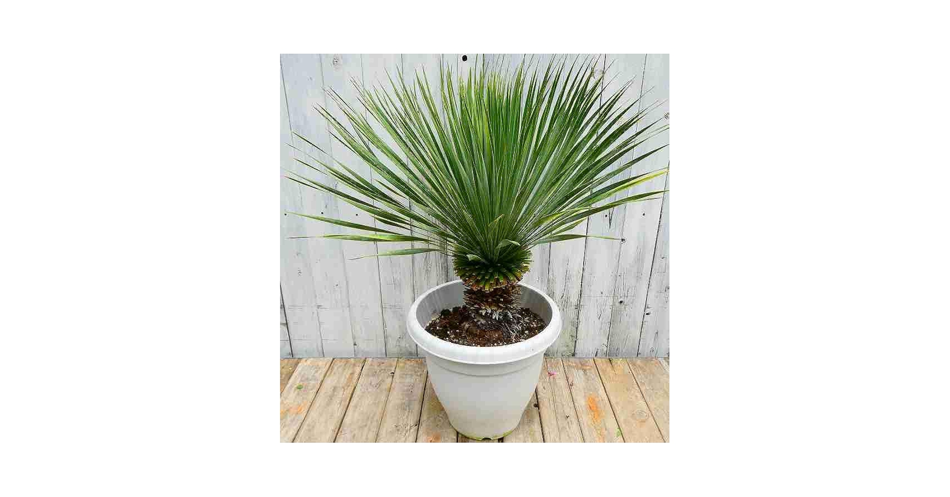 Amazon.co.jp: ユッカ ロストラータ 10号鉢 観葉植物 ドライ