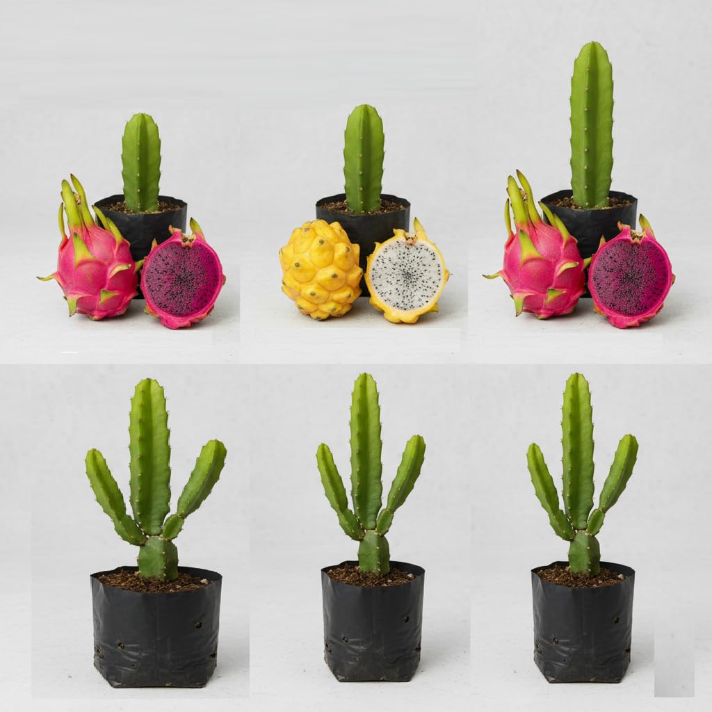 Green view Combo pack of 3 Rare Two Pink Variety & One Yellow skin White Flesh Dragon Fruit Live Rooted Plant 1 FT Dragon Fruit Live INDOOR OUTDOOR ORNAMENTAL Plant 3 Cutting On Grow Bag (Red)