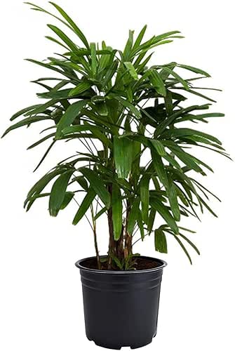 American Plant Exchange - Lady Palm - 6″ Pot