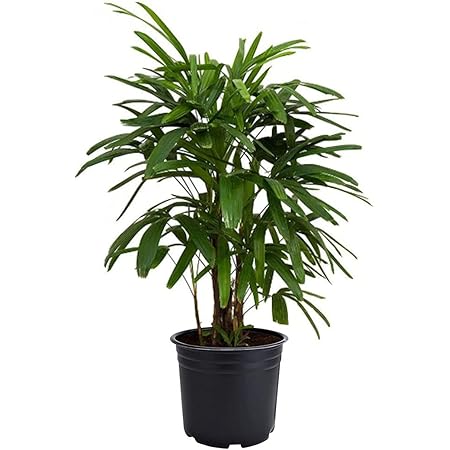 American Plant Exchange Real Live Lady Palm 6" Pot, Cold Hardy Indoor Houseplant, Dark Green Foliage