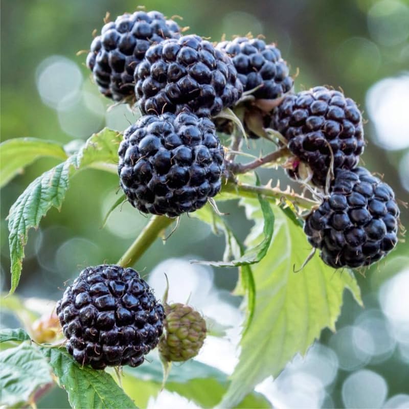Black Raspberry Fruit Plant