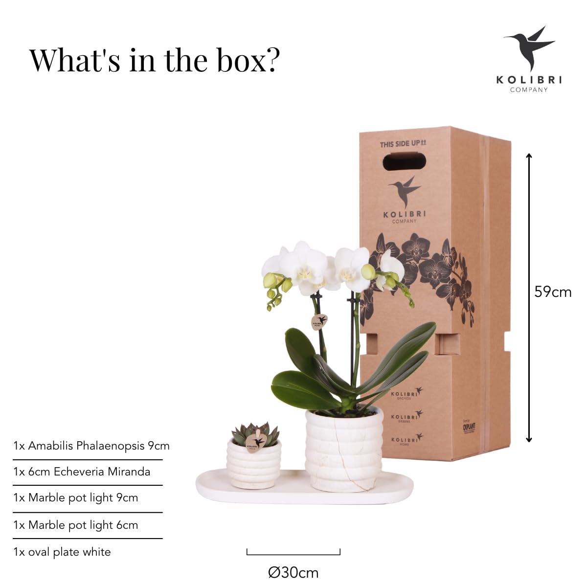 Ensemble de plantes de colibri - Slow Living - Phalaenopsis Orchidée Lausanne - Succulente + pots en céramique sur plateau