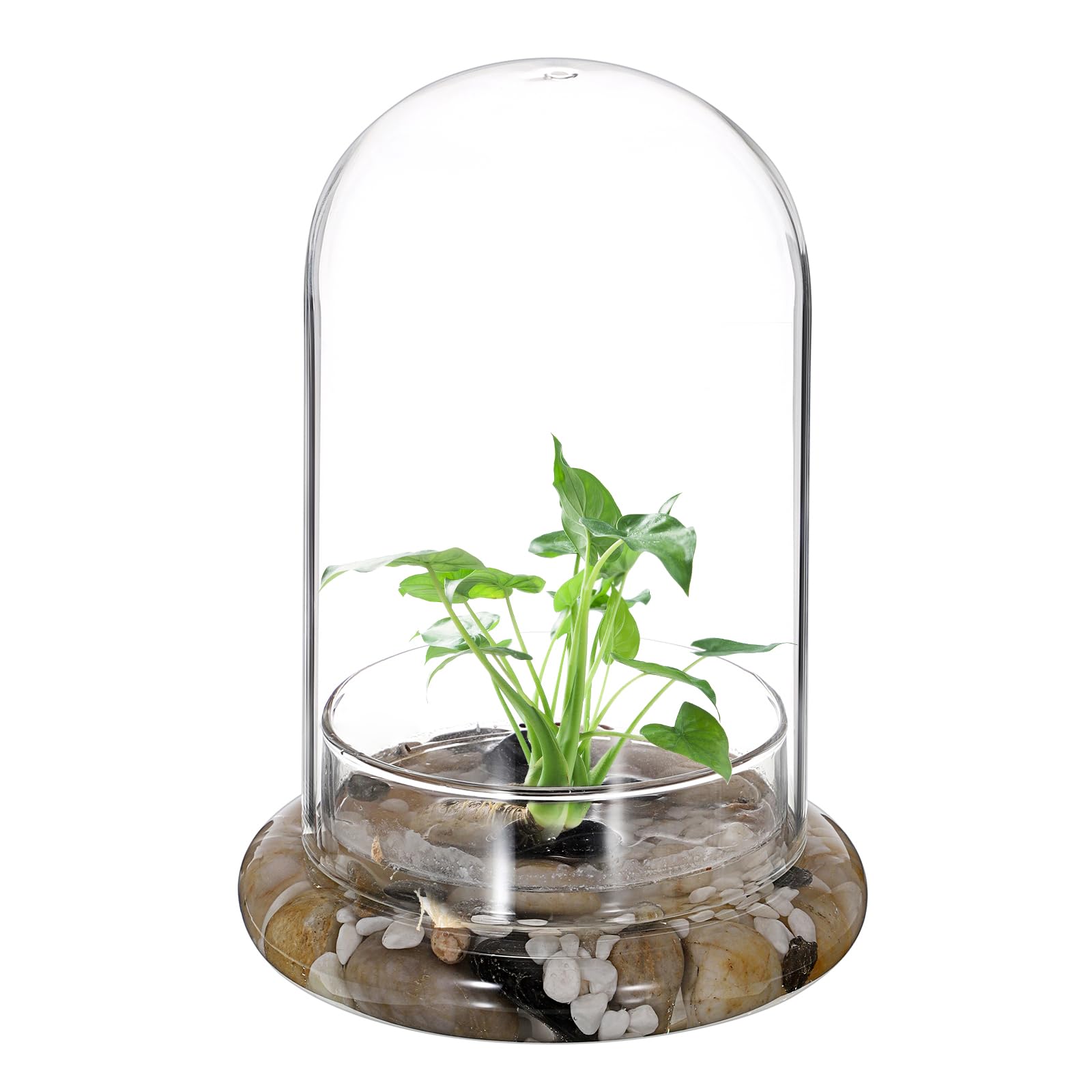 Mini pot de terrarium pour plantes succulentes - Dôme en verre transparent avec trou d'aération de 3 mm - Cloche décorative en verre avec fond en verre - Décoration de table pour bureau