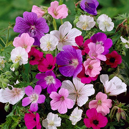 Easy to Grow Geranium Tapestry Mix 6 Roots (Hardy Cranesbill) - Colorful Flowers Bloom Summer to Fall in Sun, Cold Hardy Perennial