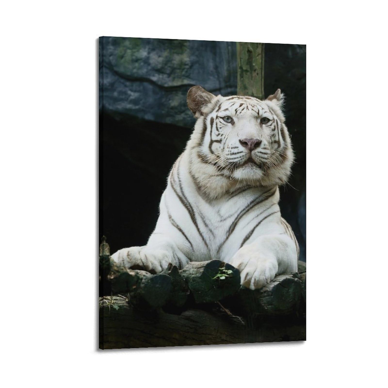WZKTCL Animal Artwork Poster Curious White Tiger Poster Decorative Painting Canvas Wall Posters And Art Picture Print Modern Family Bedroom Decor Posters 24x36inch(60x90cm)