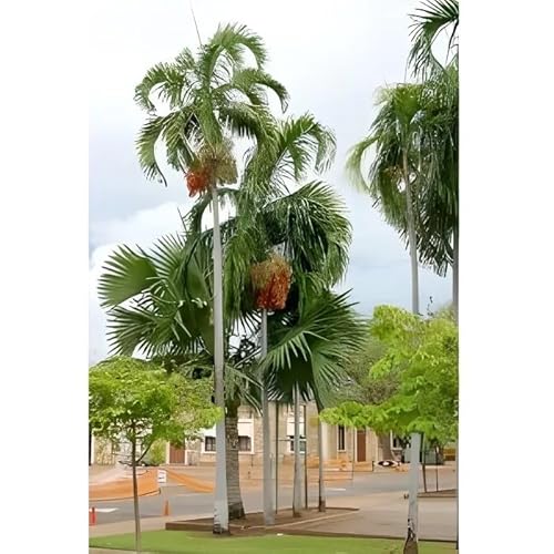 10 Graines de Palmier de Darwin - Carpentaria acuminata - Arbre tropical Ornement - Jardin - 285