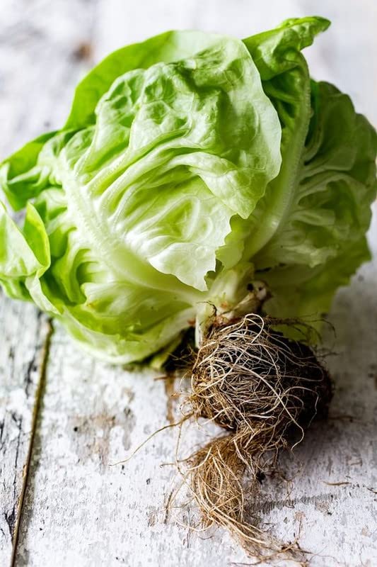 See full amazon price history chart for Radha Krishna Agriculture® Imported vegetable LETTUCE ICE BERG F1 Hybrid seeds For Your Home & kitchen Garden (Pack Of 100 Seeds ) Radha Krishna Agriculture® Imported vegetable LETTUCE ICE BERG F1 Hybrid seeds For Your Home & kitchen Garden (Pack Of 100 Seeds ) (B0B1XR9QKM) Amazon Price History, Amazon Price Tracker
