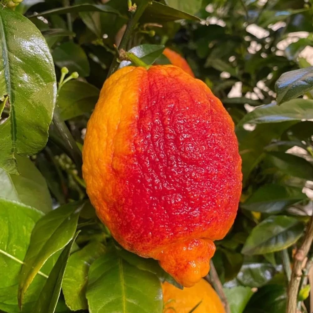 PIANTA DI LIMONE ROSSO in fitocella - età 2/3 anni (foto reali)
