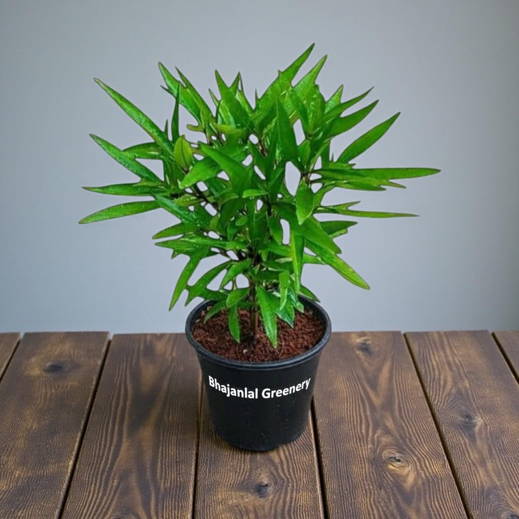 Bhajanlal Greenery Sukh Shanti Pooja Variety Relia Shield Live Puja Plant Indoor & Outdoor for Protection and Serenity with Pot-image-3