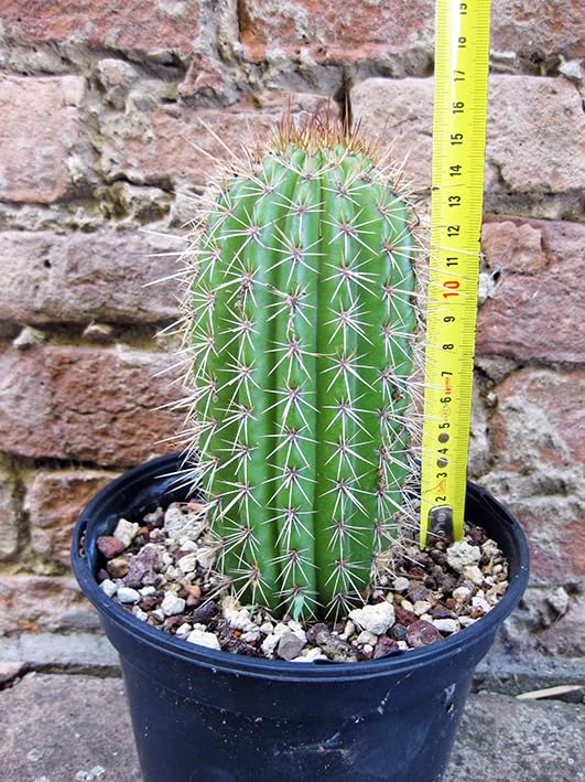 monstera deliciosa seedling Monstera King Electro Light – Secret Foliage