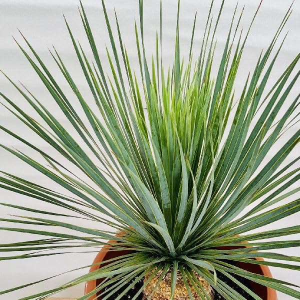現物「ユッカ・ロストラータ」10号　Yucca rostrata Amazon｜おしゃれ 観葉植物：ユッカ ロストラータ*10号 Yucca rostrata
