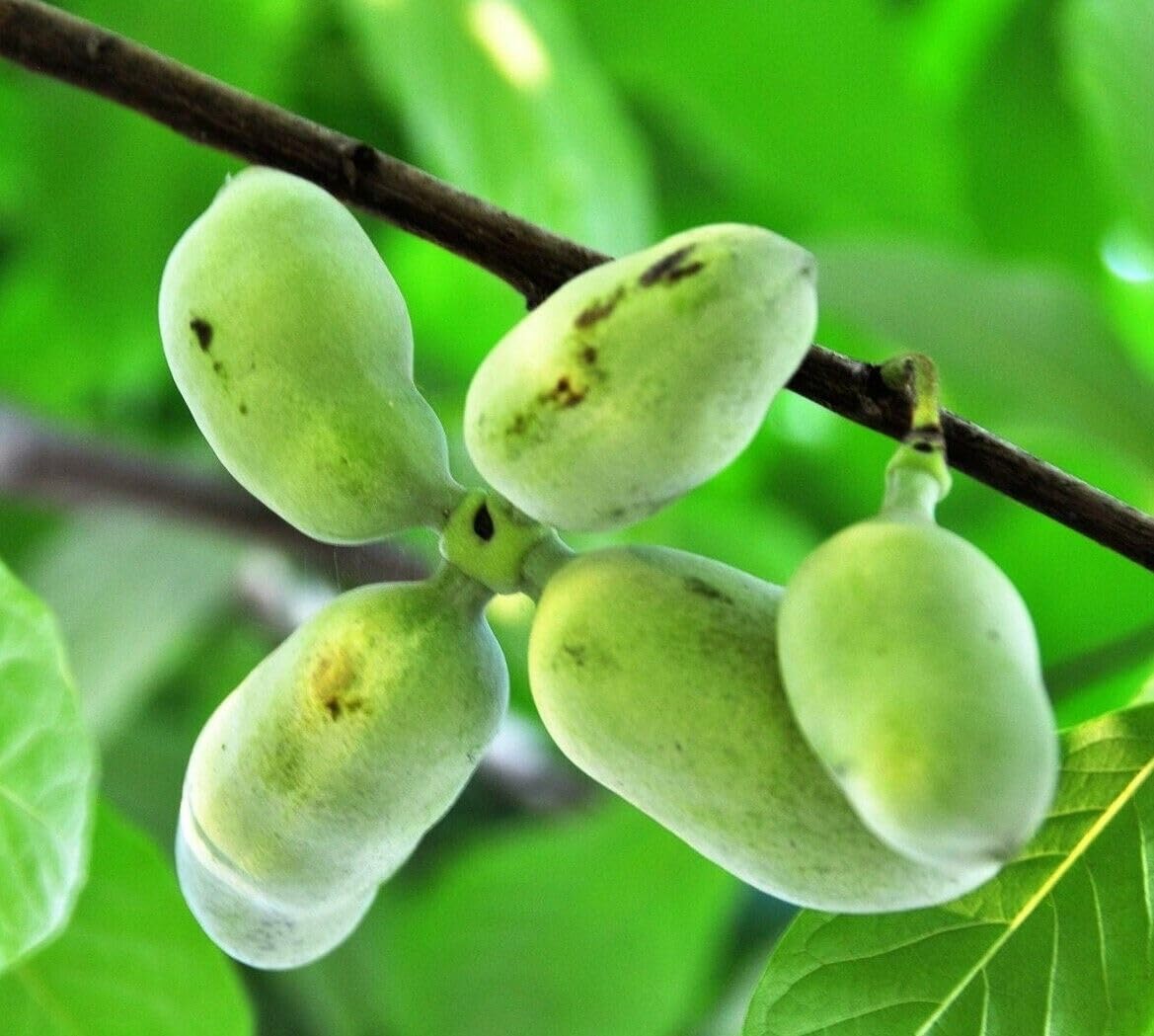 Paw Paw Trees