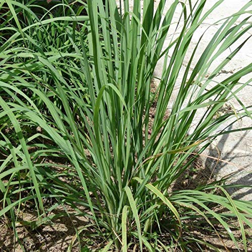 Lemon Grass (Cymbopogon Citratus) 100 Seeds - Afbeelding 4