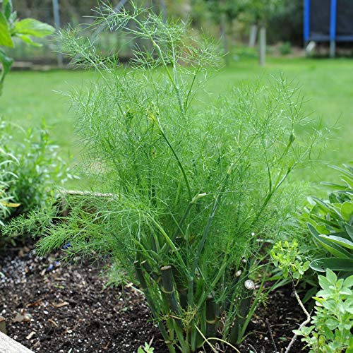 50 Semillas Hinojo (Foeniculum Vulgare)