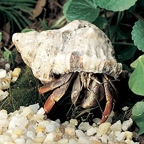 Land Hermit Crab, Living, Pack Of 3