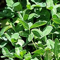 Vista 5 de Hancock Seed Co. Semillas de trébol de hoja de flecha Blackhawk, 5 libras.