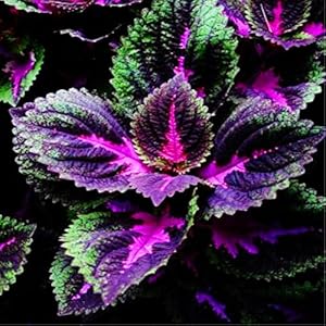 2017 Promozione! 100pcs Belle semi Coleus bonsai del fiore di fiore Pianta in vaso Garden Courtyard balcone terrazza Rnamental vegetali 9: Only Seeds