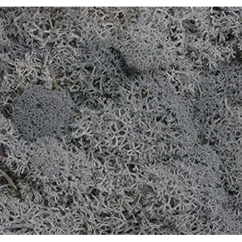 Reindeer Moss for Airplant Decoration Cover