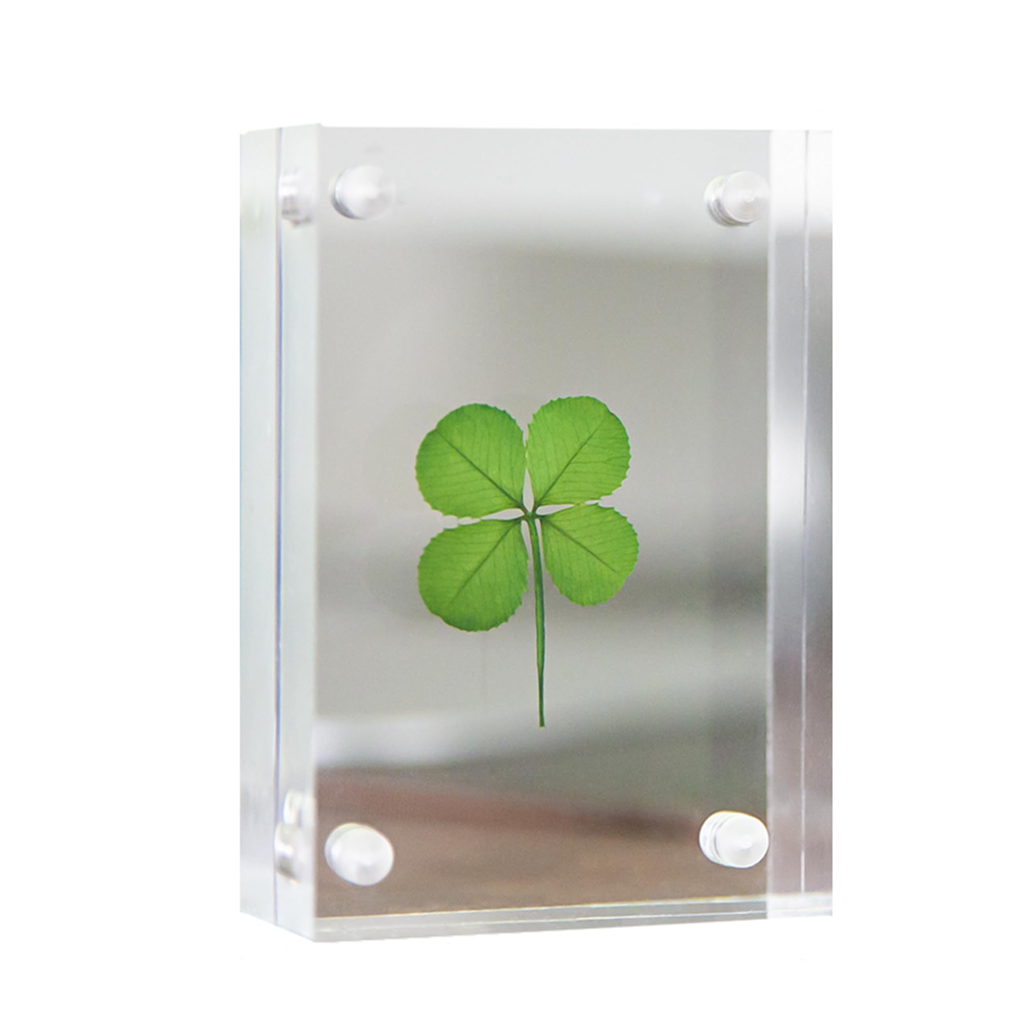 Amazon.com - Clovers Online Genuine Preserved Four Leaf Clover in