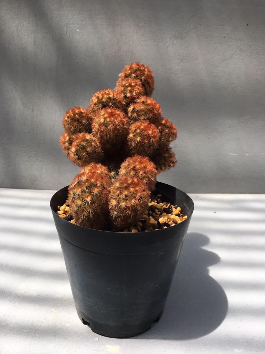 Amazon.co.jp: マミラリア赤刺カルメナエ 群生輸入株 Mammillaria