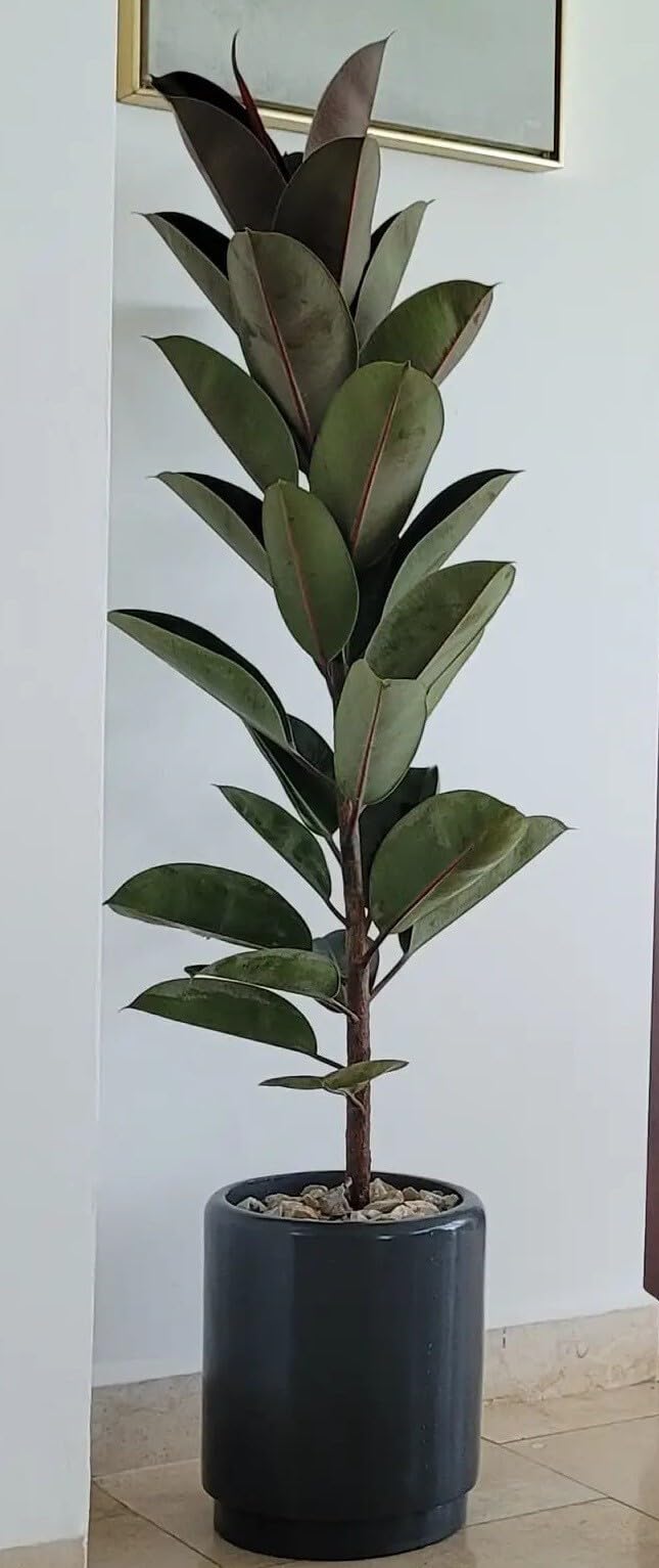 Platone Rubber Tree Live Rubber Plant for Indoor Home Decoration & Air Purification [CF726] (B0DBV7RYDT) Amazon Price History, Amazon Price Tracker