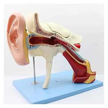 中耳・側頭骨 3D 解剖マニュアル DVD-ROM付 中耳・側頭骨3D解剖マニュアル[DVD-ROM付] | 書籍詳細 | 書籍