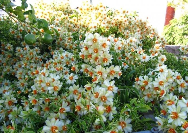 BONOBITHI Lemon vine plant, Barbados gooseberry, blade-apple cactus, leaf cactus, rose cactus plant, Healthy 1 live plant (B0CPQ2X7N9) Amazon Price History, Amazon Price Tracker