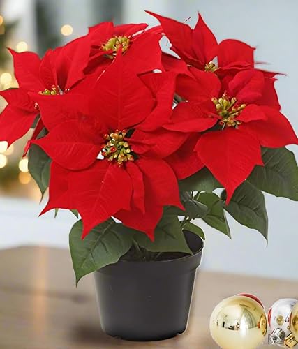 Miniatura 4 de TenWaterloo Planta de Pascua de Navidad artificial de terciopelo rojo de 14 pulgadas en maceta de vivero