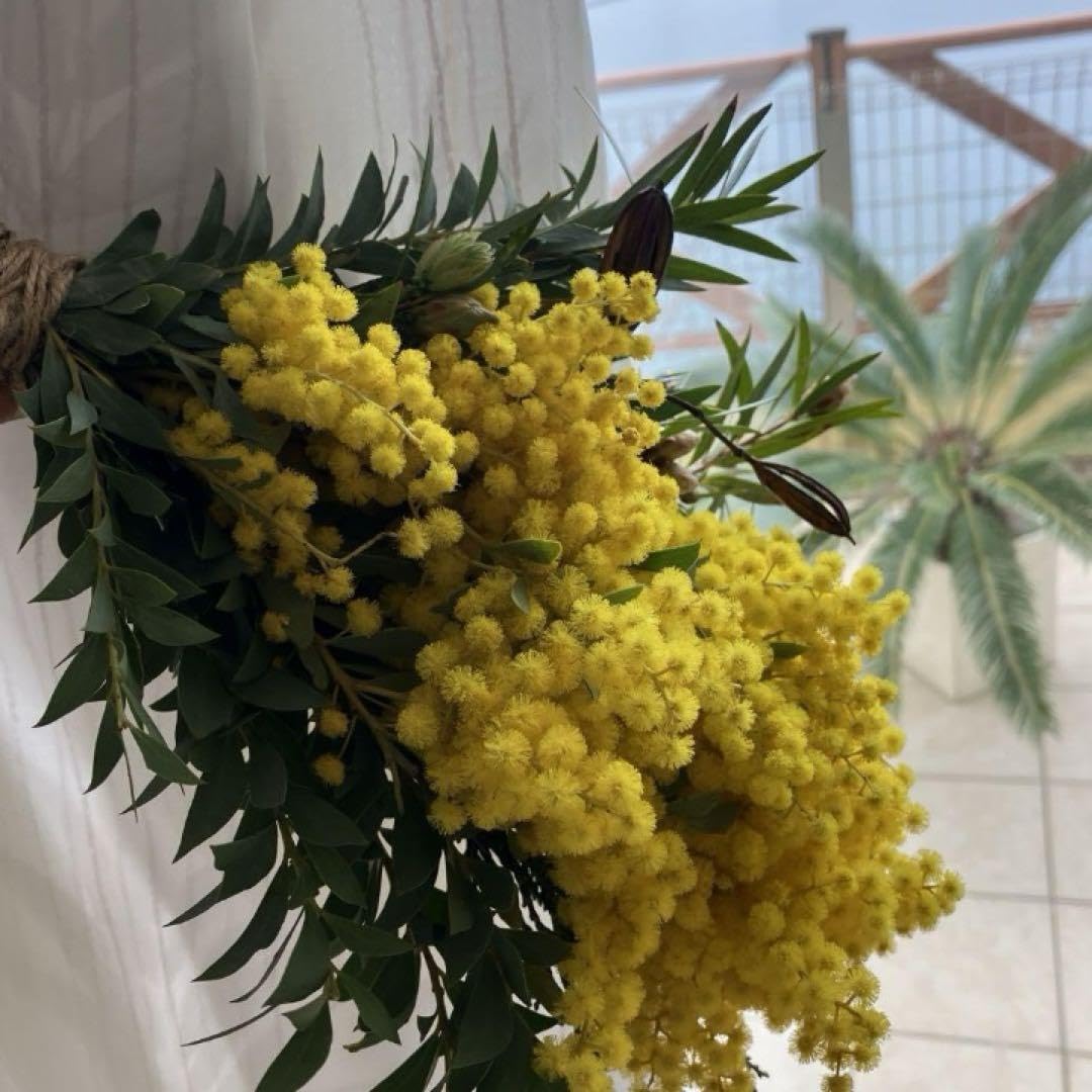 Amazon｜三角葉アカシア ミモザ フレッシュ スワッグ ドライフラワー