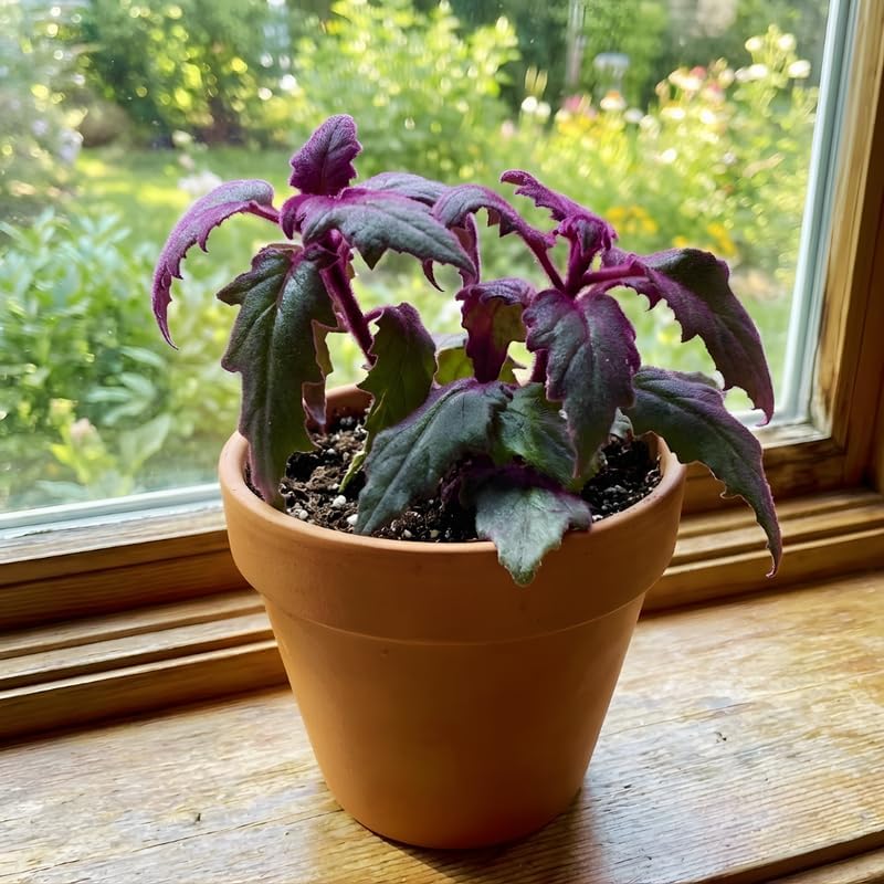 Purple Passion Plant Live Indoor Plant, 4-8 Inch Tall, 4-Pack Rooted Plants, Low Maintenance Tropical Velvet Vine for Bright Indirect Light