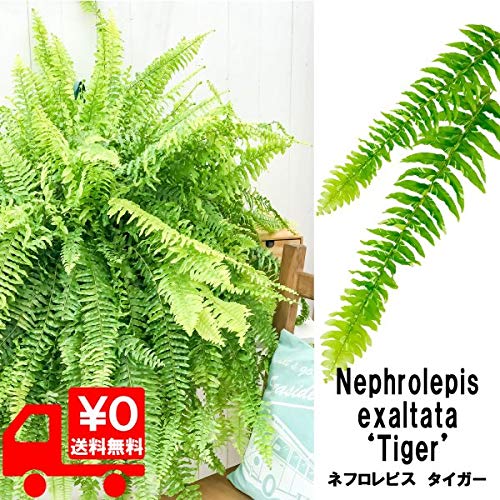 Amazon｜PLANCHU 観葉植物 ネフロレピス ハッピーマーブル 8号吊り鉢