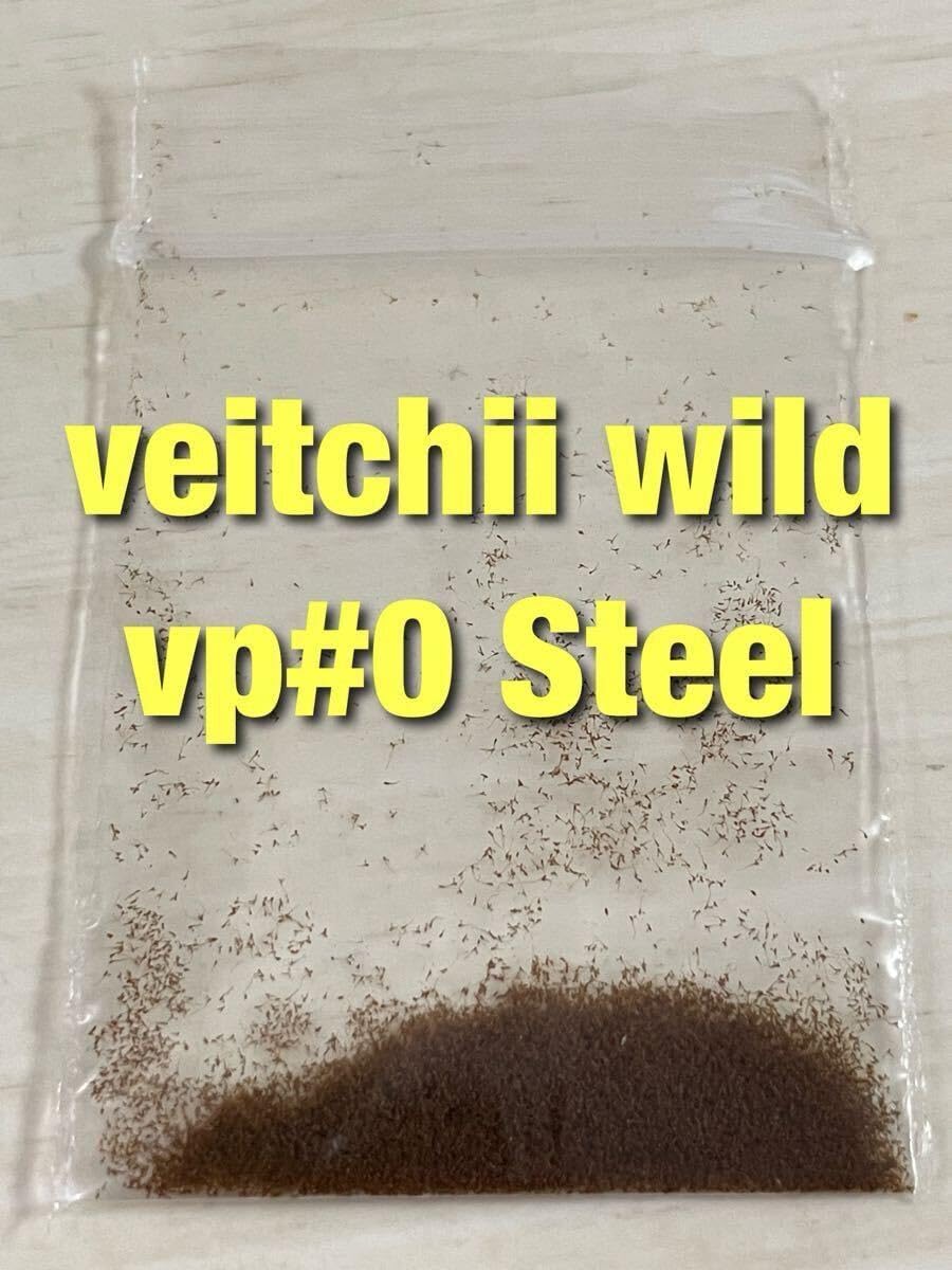 （）胞子 veitchii wild vp#0 Steel ベイチー 胞子培養 ビカクシダ 1パックジフィー2回分ほど約0.1ml