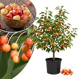 Rainier Sweet Cherry Tree Live Plant, Cold Hardy Cherry Tree, 3-4 Ft