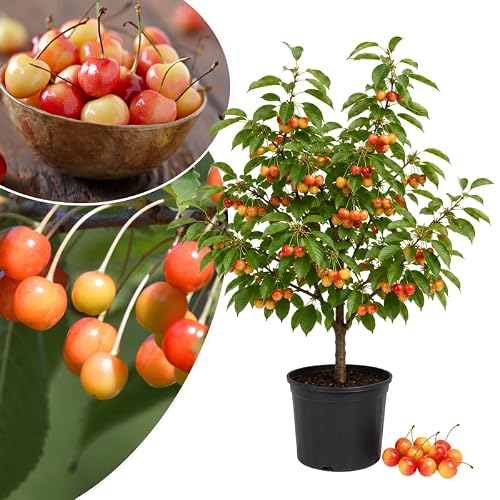 Rainier Cherry Fruit Tree Live Plant 1.5-2.5 Ft, 2 Years Old Sweet Cherry Sapling for Outdoor Garden, High Yielding Cherries Fruiting Tree, Ready to Grow