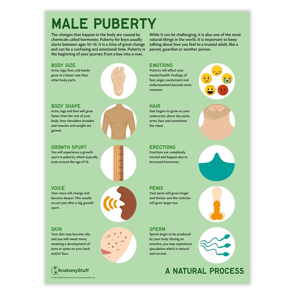 AnatomyStuff Poster/Diagramm "Männliche Pubertät", 45,7 x 61 cm, körperliche Entwicklung, PHSE, pädagogisches Wanddisplay, Klassenzimmer-Ressource