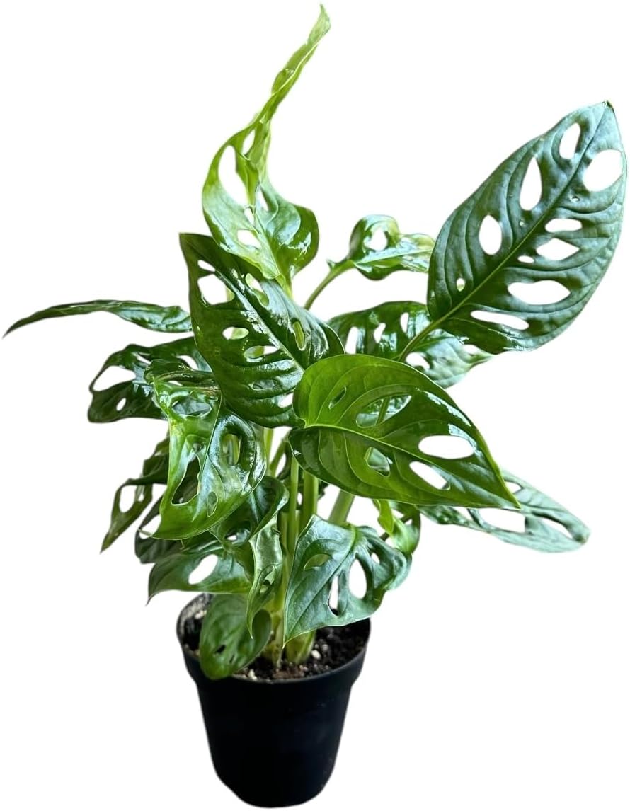 Monstera Adansonii Swiss Cheese Plant, Unique and Beautiful Statement in Any Space, Green Thumbs up and Plant Lover's Favorites in 4" Pot