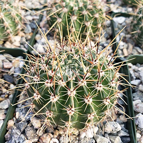 Succulent-Plants Echinopsis Sierra Grandensis Cactus Cacti Succulent Real Live Plant #TOP30