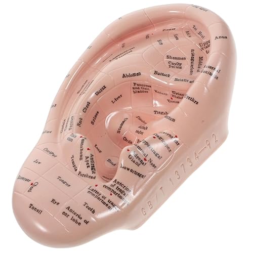 Ear Model Learning Display Laboratory Supplies