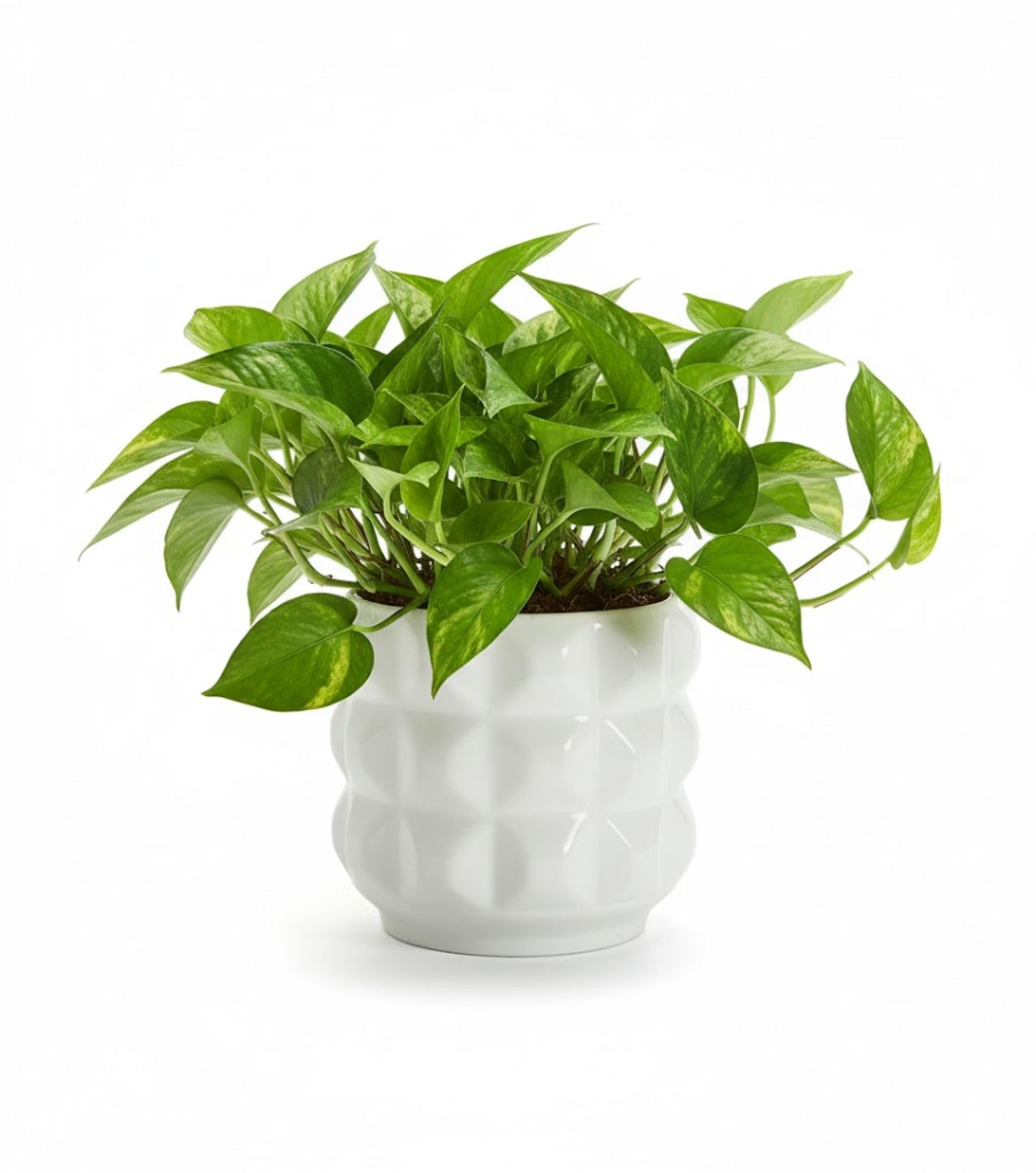 Arktiva Ceramic Planter Pot